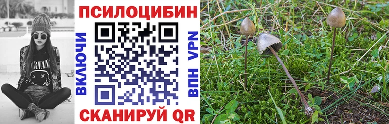 где можно купить   Истра  Галлюциногенные грибы Psilocybine cubensis 